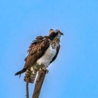 Скопа́ (лат. Pandion haliaetus). :: Александр Григорьев