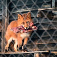 В клетке :: Андрей C