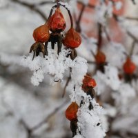 Зимний шиповник :: Ольга 