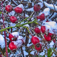 Про шиповник зимой :: Андрей K.