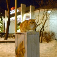 Зеленоградский кот. :: Константин Белоногов