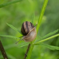 *** :: Александр. AVG100 ---