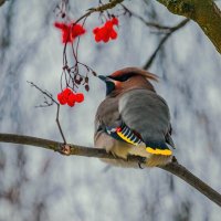 Свиристель :: Николай Зиновьев