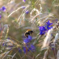 Как любо смотреть на июнь златокудрый, и знать, что все лето еще впереди. :: Наталья Димова Как любо смотреть на июнь златокудрый, и знать, что все лето еще впереди. :: Наталья Димова