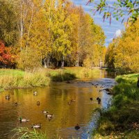 Ухта. Перекат реки Чибъю (коми чибӧ - жеребенок, ю - река) в осеннем парке. :: Николай Зиновьев Ухта. Перекат реки Чибъю (коми чибӧ - жеребенок, ю - река) в осеннем парке. :: Николай Зиновьев