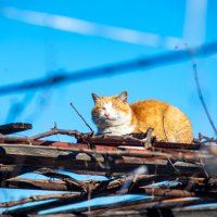 Мартовский жених :: Владимир Иванович Мартовский жених :: Владимир Иванович