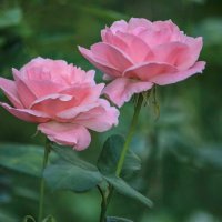 Розовая нежность :: елена беликова Розовая нежность :: елена беликова