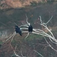 Грачи на дереве :: Наталья (ShadeNataly) Мельник