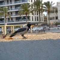 Израиль * Хайфа* Бат Галим. :: ujgcvbif 