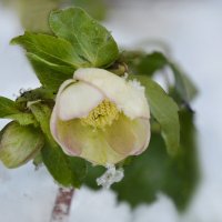 Морозник :: Надежда Куркина 