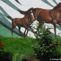 Конный завод :: Елена Сухорученкова