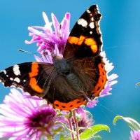 опять про бабочек...369 :: Александр Прокудин