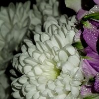 В капельках :: светлана льдокова В капельках :: светлана льдокова