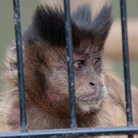 Всего то один банан украла... :: Valziwa 