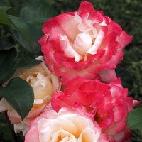 они на радость нам даны :: Олег Лукьянов