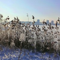 Озерная зима :: Игорь Сычёв