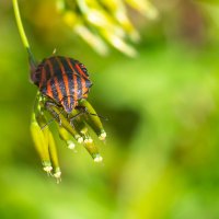 Полосатый клоп :: Владимир Лазарев Полосатый клоп :: Владимир Лазарев
