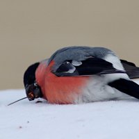 Завтрак на снегу :: Любовь Сахарова