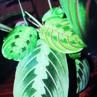 Моя маранта :: Людмила Смородинская