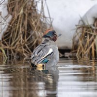 чирок свистунок :: юрий макаров чирок свистунок :: юрий макаров