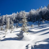 Спящий лес. :: Шурф Сьлядек Спящий лес. :: Шурф Сьлядек