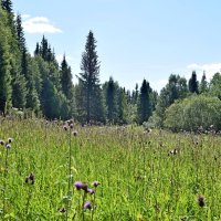 Лес и травы... :: ВикТор Быстров