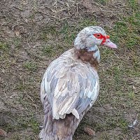 Новые гости на нашем озере :: Варвара 