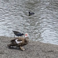 И еще гостья на утином озере! :: Варвара И еще гостья на утином озере! :: Варвара