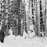 собачка с друзьями :: Владимир 