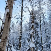 высоко сидит   далеко глядит :: Владимир 