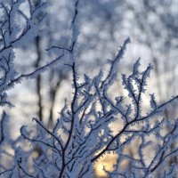 Мороз. :: Константин Белоногов