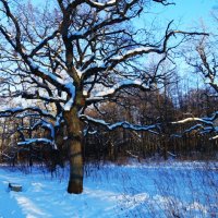 Январь прощается сильным морозом.. :: Aida10 Январь прощается сильным морозом.. :: Aida10