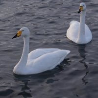 Парочка :: Наталия Григорьева