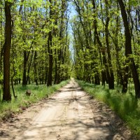 Мои дороги. :: Виктор 