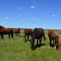 Донские зарисовки. :: Виктор 