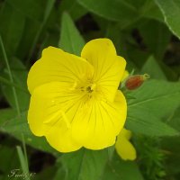 Энотера :: Freddy 97