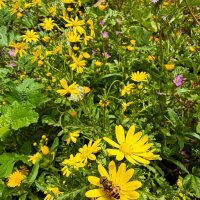 30 января хотя в горах снег у нас цветочки :: Александр Деревяшкин