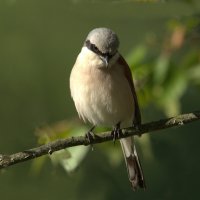 ... :: Вячеслав Минаев