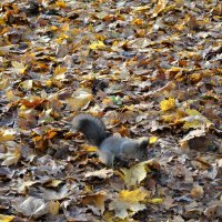 Про осень :: AleksSPb Лесниченко