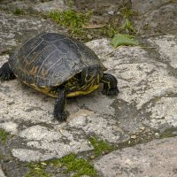 Чё смотришь  у меня нет ключика , дурачино :: ujgcvbif 