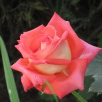 Розы... розы... :: viach 