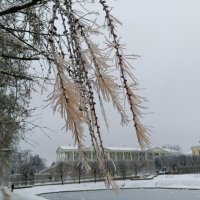 Лиственница :: Сапсан 