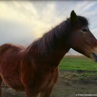 Лошадь в осенних золотых лучах солнца :: Елена Сухорученкова