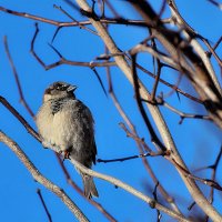 Повыше, к солнышку поближе. :: Татьяна Помогалова