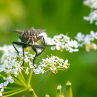 Летнее макро :: Владимир Лазарев Летнее макро :: Владимир Лазарев