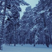 В зимнем парке санатория :: Любовь Сахарова