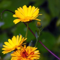 Календула. :: nadyasilyuk Вознюк