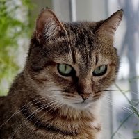 Наша радость " Лекси..." :: Николай Саржанов