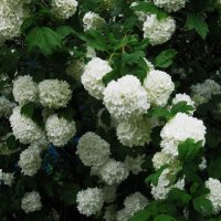 белоснежный июнь :: Елена Шаламова