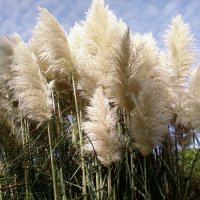 Вот такая трава :: Натали 